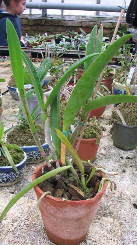 Фото орхидеи Brassocattleya Little Mermaid 'Janet'