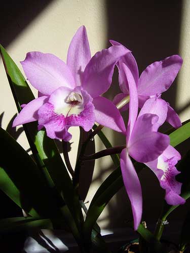 Цветение орхидеи Brassocattleya Little Mermaid 'Janet'.jpg