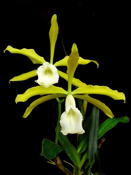 Орхидея Laelia tenebrosa albina.jpg