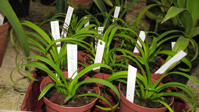 Фото орхидеи Phragmipedium pearcei x wallisii