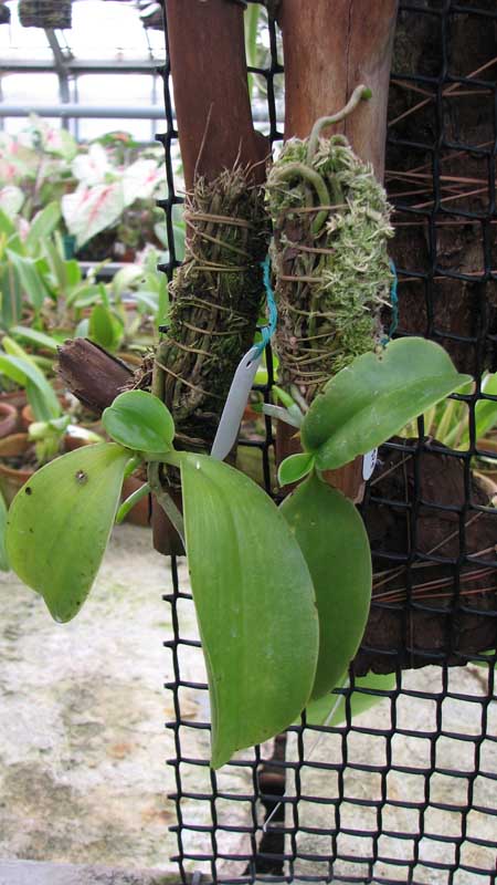 Фото орхидеи Phalaenopsis pulchra