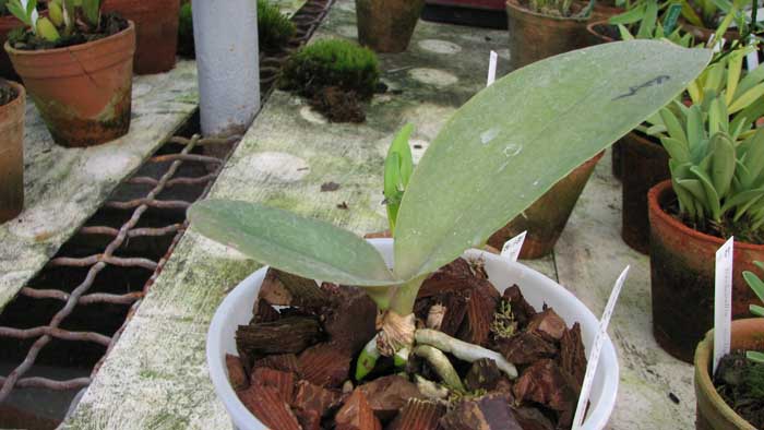 Орхидея Phalaenopsis I-Hsin Sunflower 'Yellow'.jpg