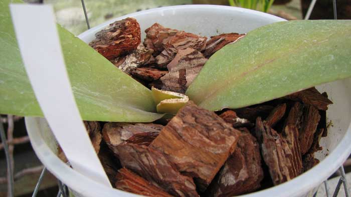 Отломанный центральный лист.jpg