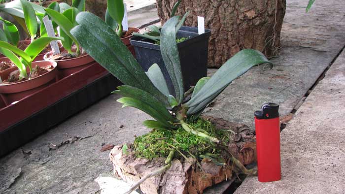 Фото орхидеи Aerangis biloba