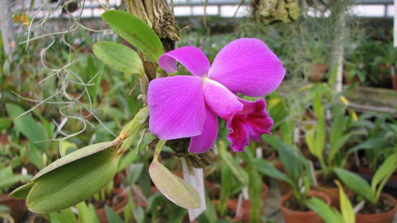 Фото орхидеи Laelia pumila 'Topázio Vermelho' (Z-71) x Laelia pumila 'Granada'