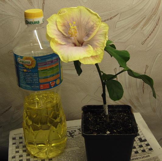 Creole Lady 26 окт 2011 г..JPG