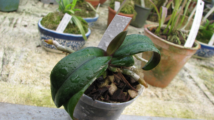 Фото орхидеи Renanthopsis Mildred Jameson`Bonsall`