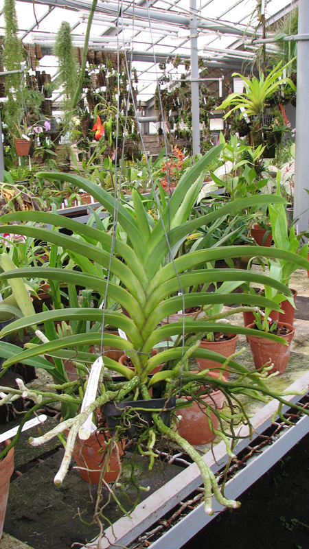 Фото орхидеи Ascocenda Carmine Spot x Vanda Pranermprai - Ascocenda Phairot