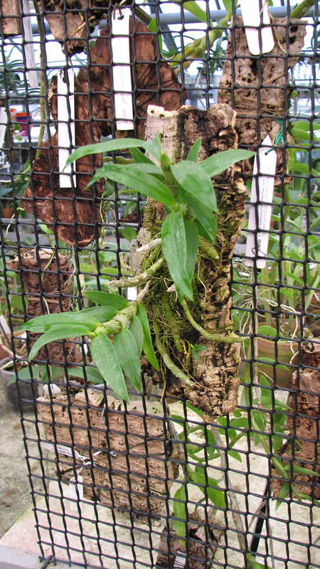 Фото орхидеи Dendrobium unicum
