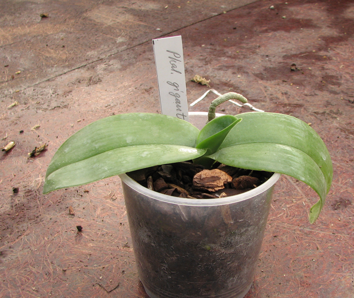 Орхидея Phalaenopsis gigantea.jpg
