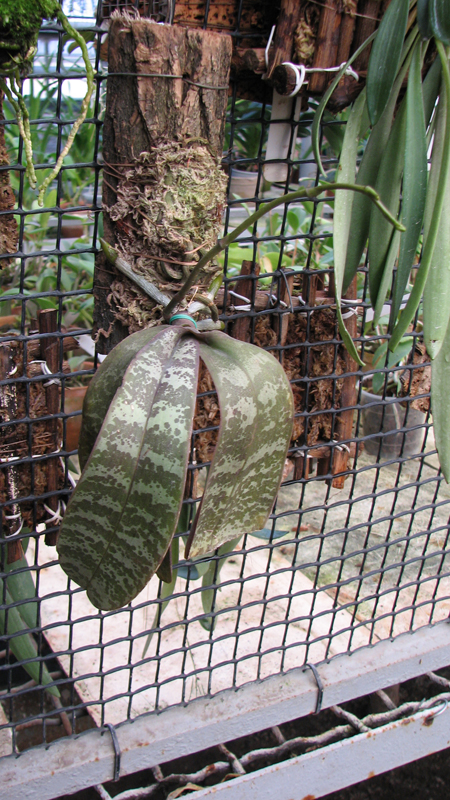 Орхидея Phal Stuartiana.jpg