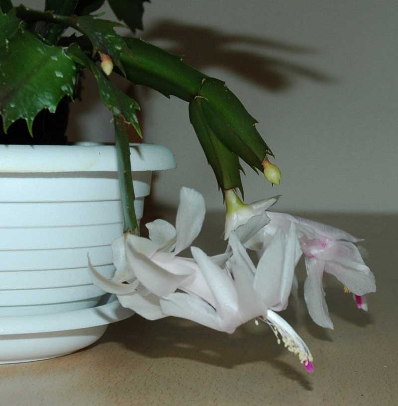 Shlumbergera.jpg