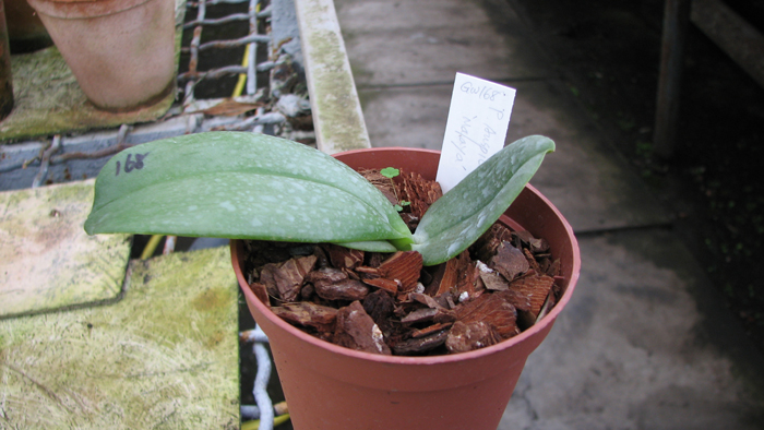 Фото орхидеи Phalaenopsis Auspice Knight 'Malayan'