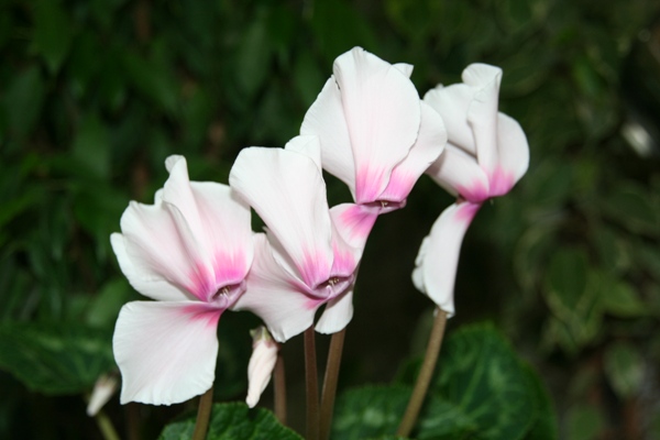 Цикламенчик порадовал цветением