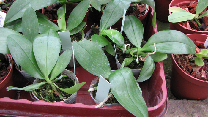 Орхидея Phalaenopsis Ld's Bear Queen x gigantea.jpg