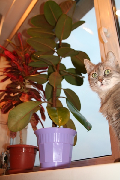 Алиска, Фикусик и не помню как называеться:)