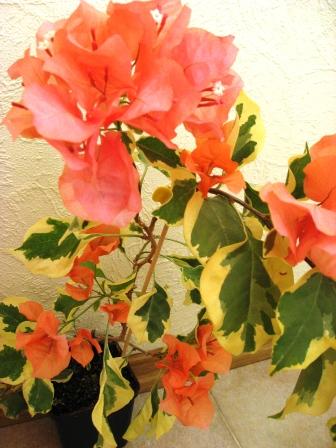 Wariegated Arancione.jpg