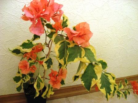 Wariegated Arancione1.jpg