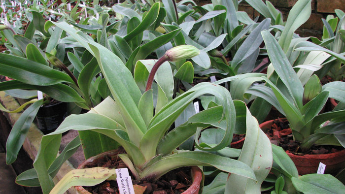 Фото орхидеи Paphiopedilum JuniorWorld x Schining World