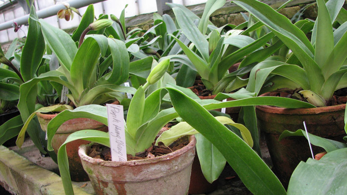 Фото орхидеи Paphiopedilum Hung Sheng Curet × Enzan Fruit