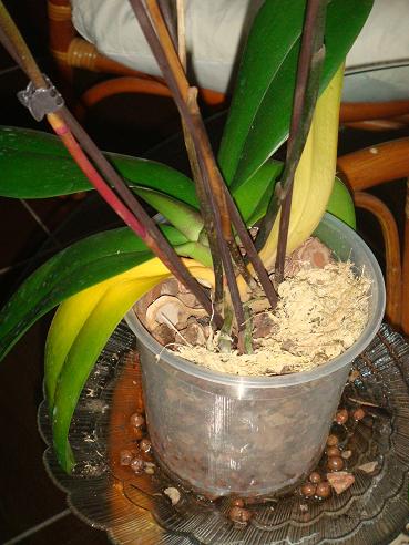 полный рост