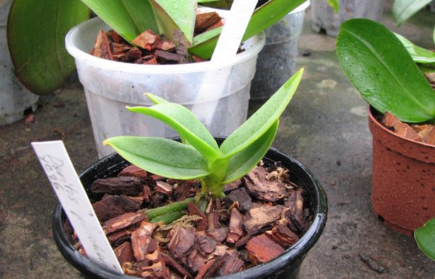 Фото орхидеи Doritis pulcherrima