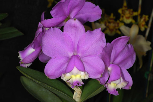 Cattleya loddigesii.jpg