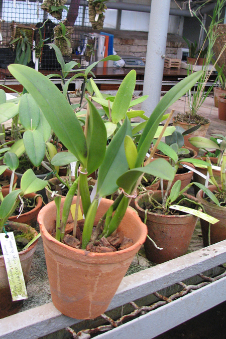 Фото орхидеи Potinara Little Toshie 'Yellow Rose'