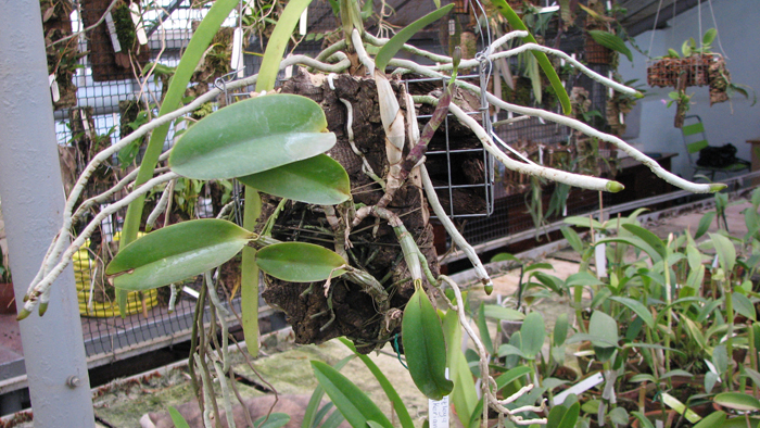 Фото орхидеи Cattleya walkeriana с бутоном