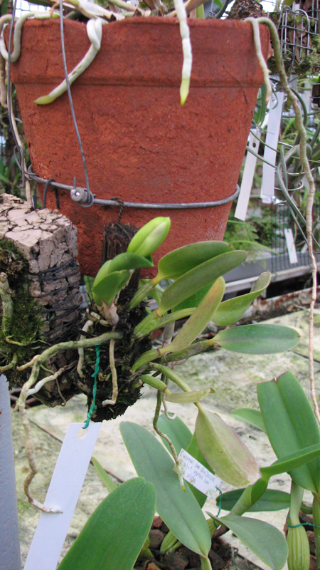 Фото орхидеи Laelia pumila 'Topázio Vermelho' (Z-71) x Laelia pumila 'Granada' с бутоном
