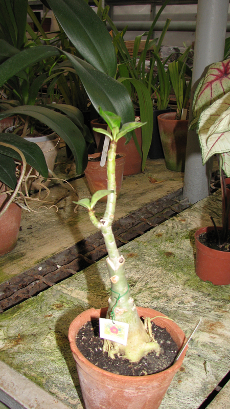 Adenium Super Ba Variegated Leaves.jpg