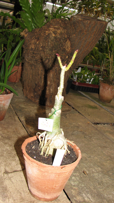 Adenium Maroon Star.jpg