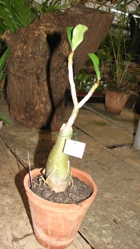 Adenium Super Jao Sua.jpg