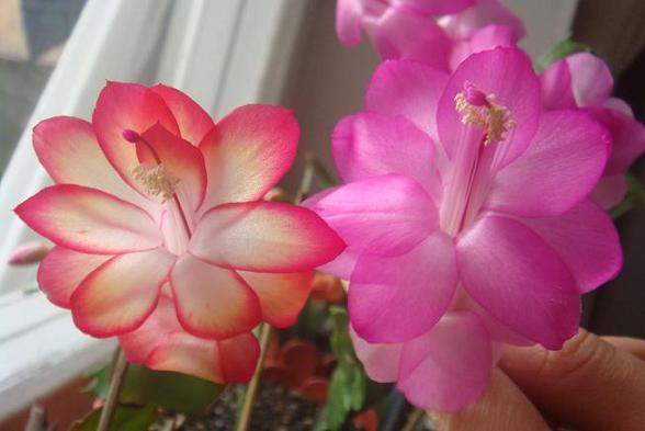 самба и розовая.JPG