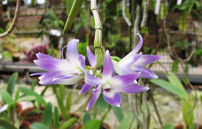 Фото цветущей орхидеи Dendrobium victoriae reginae