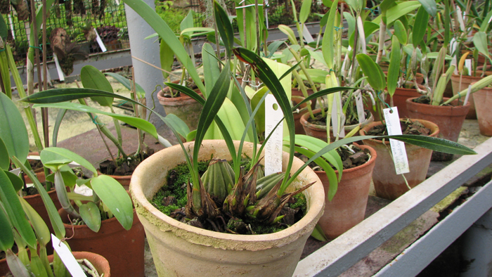 Фото орхидеи Maxillaria porphyrostele с бутонами