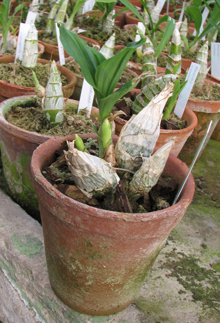 Фото орхидеи Catasetum tenebrosum с двумя цветоносами