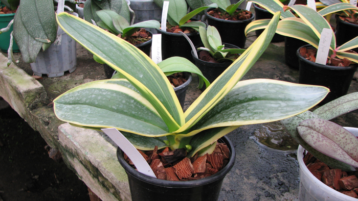 Фото орхидеи Phalaenopsis amabilis 'ORCHIS' с двумя цветоносами