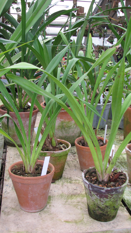 Фото орхидеи Cymbidium Dorothy Stockstill 'Forgotten Fruits' с цветоносами