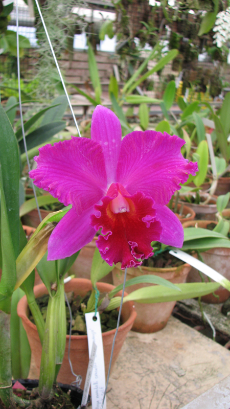 Фото цветущей орхидеи Potinara Shinfong Honey 'KS'