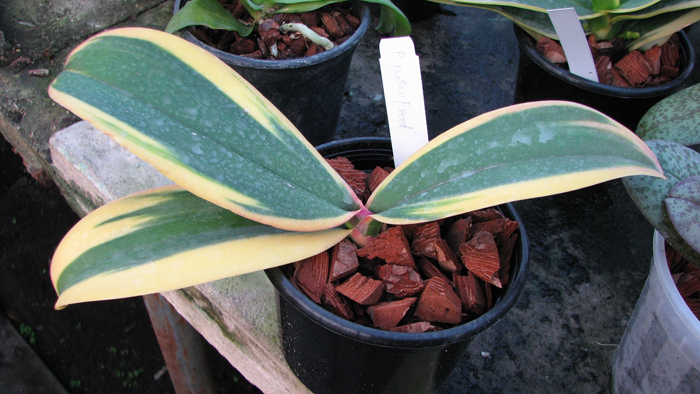 Фото орхидеи Phalaenopsis Matou Freed