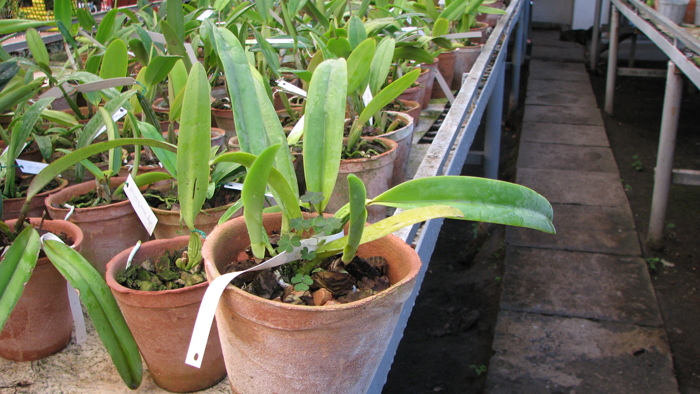 Фото орхидеи Cattleya percivaliana (alba x alba)
