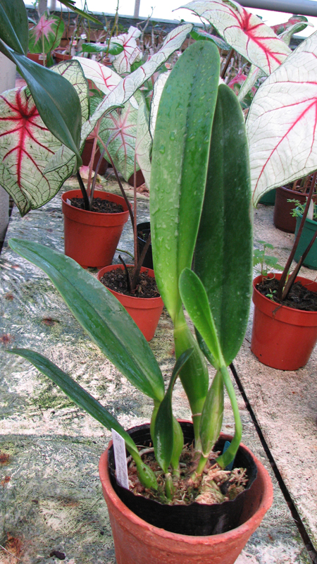Фото орхидеи Laeliocattleya C G Roebling 'Blue Indigo'