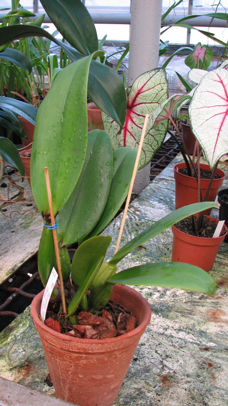 Фото орхидеи Brassolaeliocattleya Hsinying Home Run 'Ching Hua' (Lucky Strike x Herons Roon)
