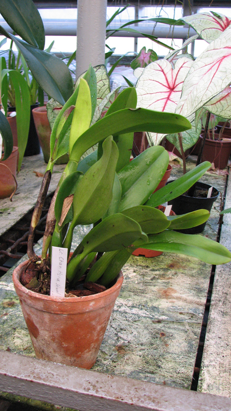 Фото орхидеи Laeliocattleya Chan Hsiu Jewel 'San Mei' (Moscombe x Wayndora)