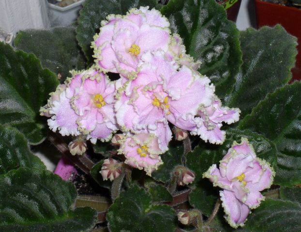 Зима улыбается.<br />Тока непонятно кому - мне без теплицы зима никак не улыбается :(...