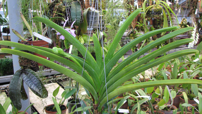 Фото орхидеи Ascocenda Butterfly x Vanda Chavananonda x Ascocenda Kultana Brown с бутонами