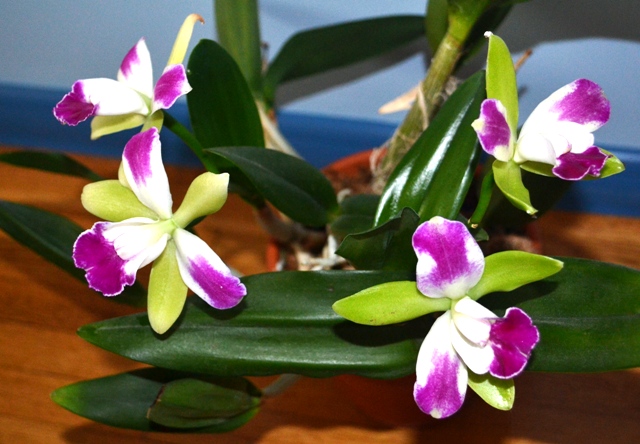 мои орхидеи 066.jpg