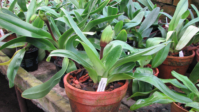 Фото орхидеи aphiopedilum Casablanca x Casablanca