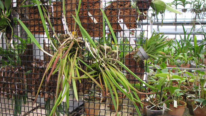 Фото орхидеи Brassavola nodosa с цветоносами